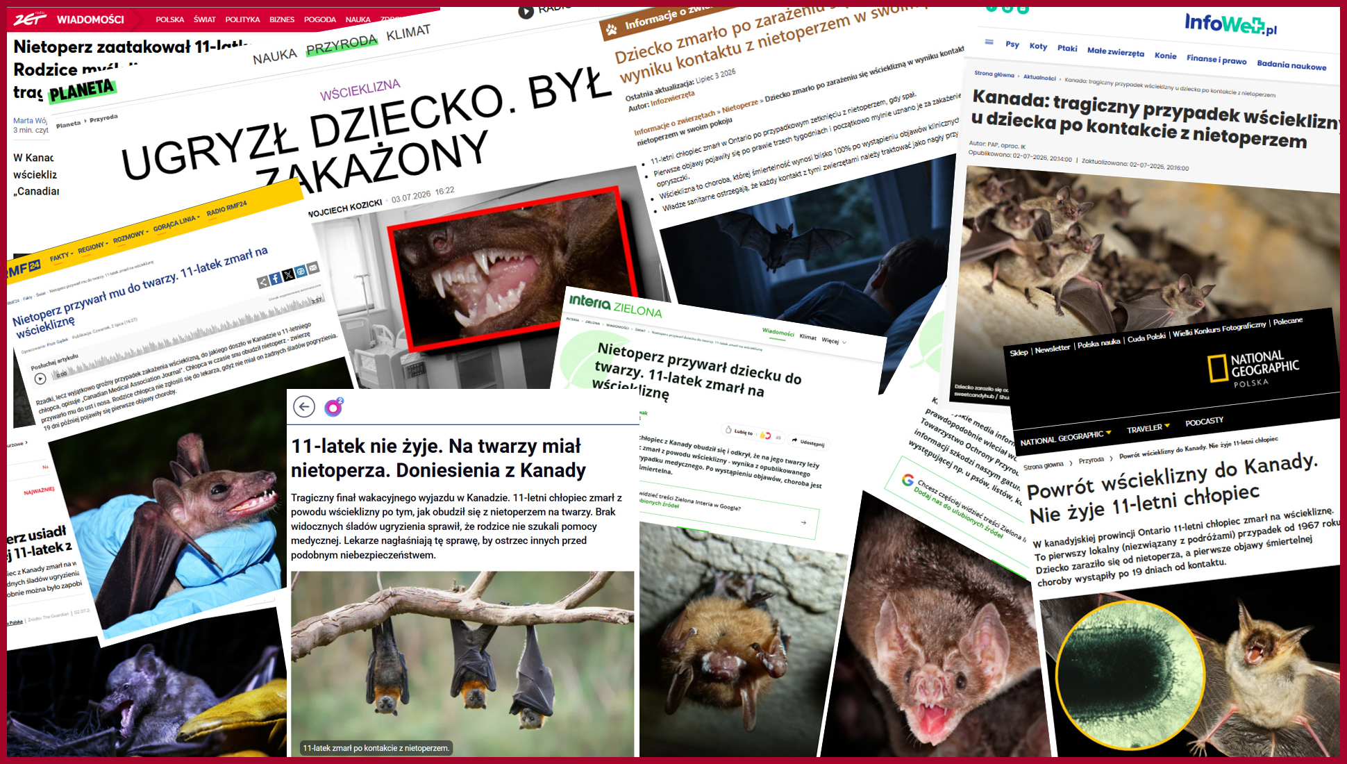 Apel do mediów o powstrzymanie dezinformacji dotyczącej nietoperzy – Sezon ogórkowy nie usprawiedliwia siania paniki